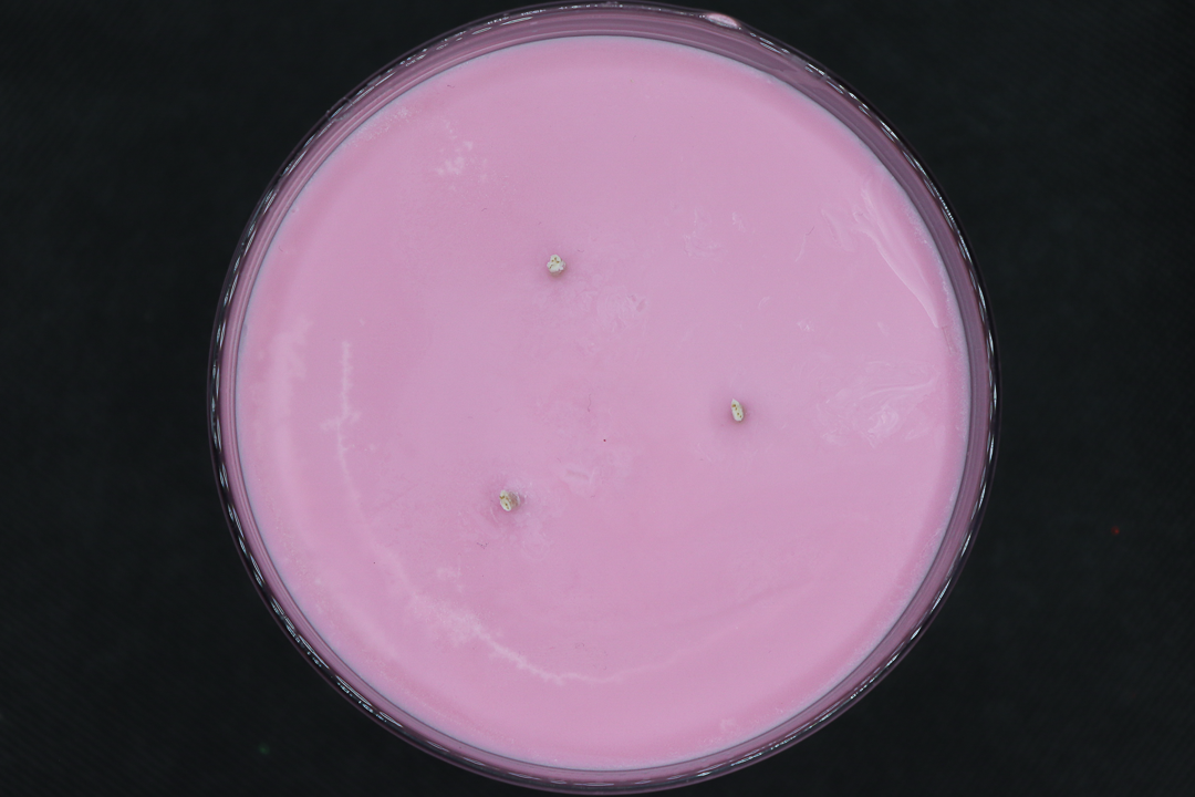 Sea Salt & Orchid Candle